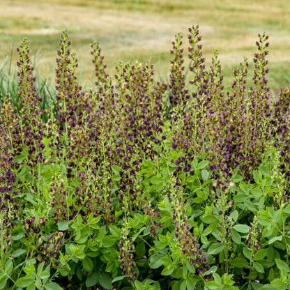 Baptisia Dark Chocolate False Indigo that has spikes of flowers reaching 17 inches long. 