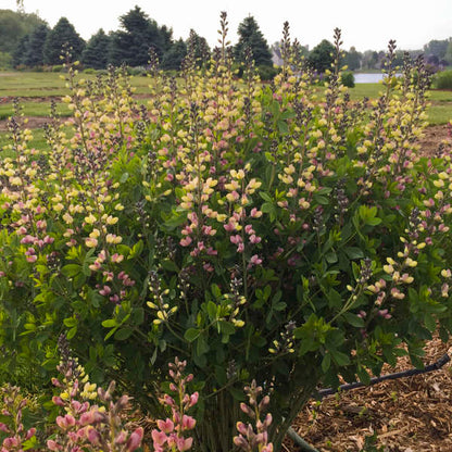 Baptisia Pink Lemonade False Indigo has sturdy stalks of blooms in the cottage garden. 