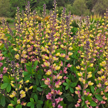 Baptisia Pink Lemonade False Indigo has pea shaped yellow aged to pink blooms. 