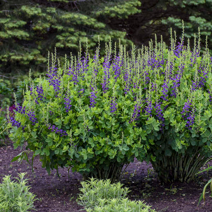 Baptisia Sparkling Sapphires False Indigo has vivid blue flowers spikes that blooms in spring. 