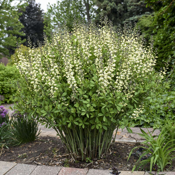 Baptisia Vanilla Cream False Indigo  is excellent for cut flowers arrangements. 