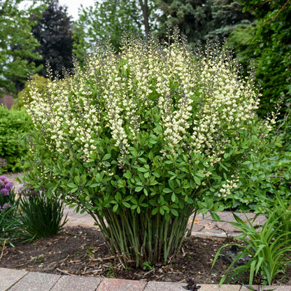 Baptisia Vanilla Cream False Indigo  is excellent for cut flowers arrangements. 