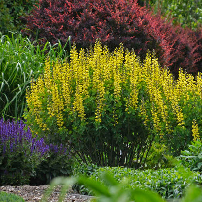 Decandence Lemon Meringue False Indigo with lemon yellow blooms in the garden. 