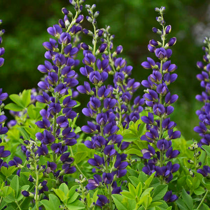 Baptisia Sparkling Sapphires False Indigo with vibrant violet blue spike flowers in the garden.