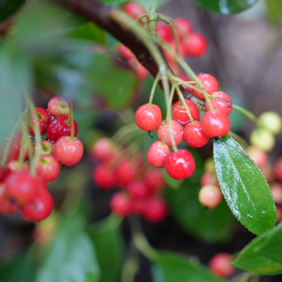 Several red fruits hanging over a glossy leaf on Berry Scape red chokeberry. 
