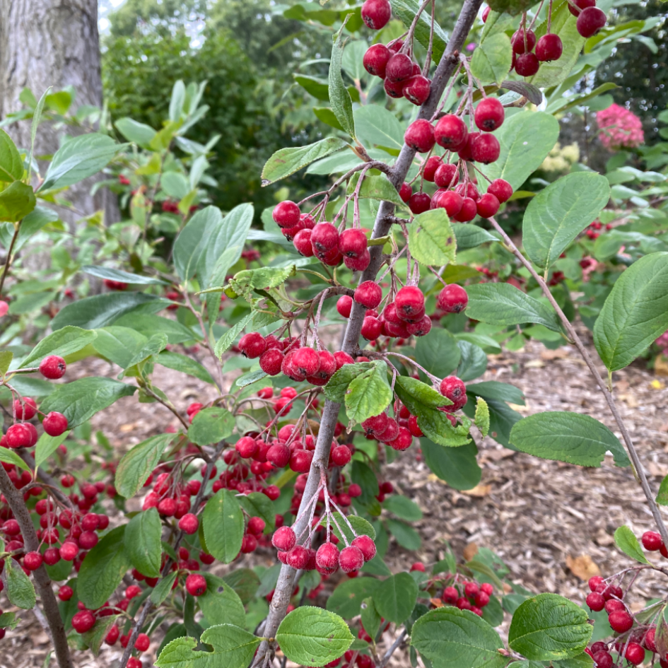 Several large red Berry Scape aronia fruits with prominent blossom ends dangle from a branch.