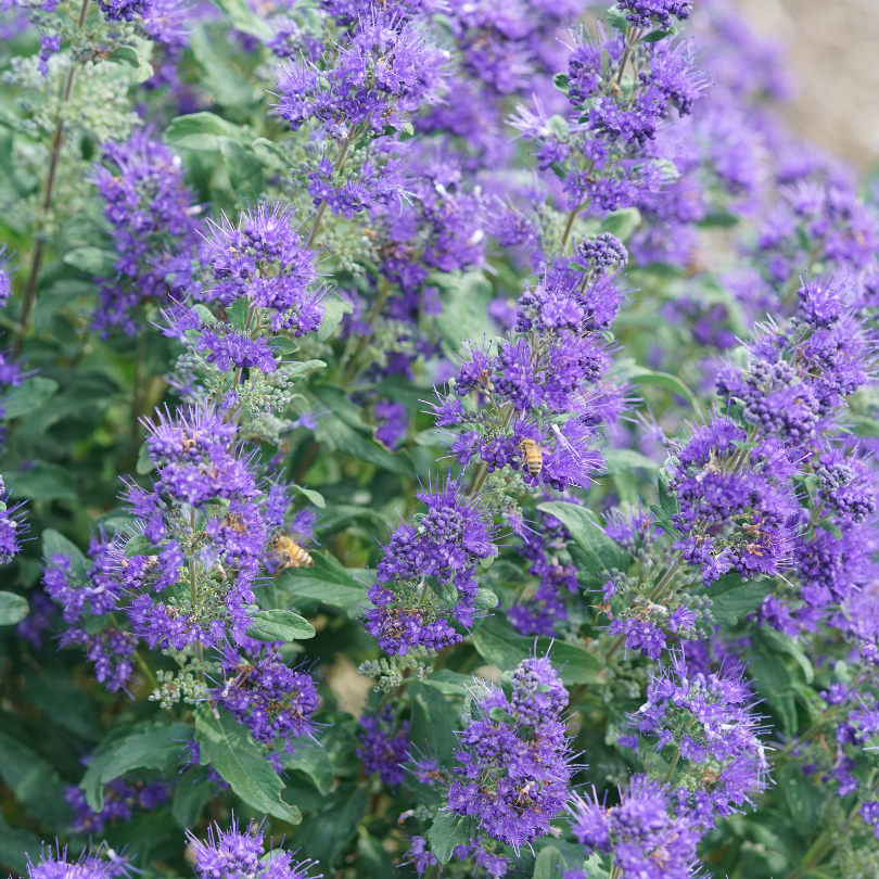 Close-up of purple bluebeard flowers with silvery green foliage covered in bees
