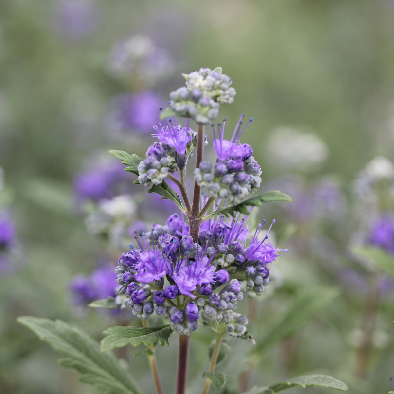 Close-up of a purple bluebeard flowers with silvery green leaves on a blurred natural background