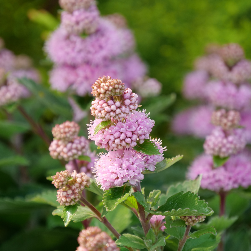 Close-up of pink bluebeard flowers with green leaves on a blurred green background