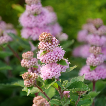 Close-up of pink bluebeard flowers with green leaves on a blurred green background