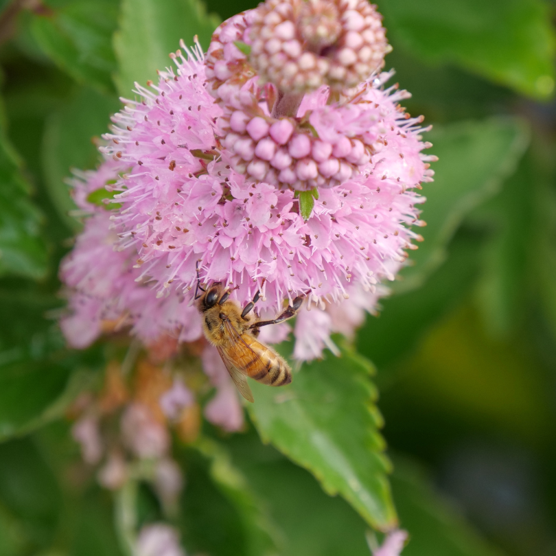 Bees on pink bluebeard flowers with green leaves in the background