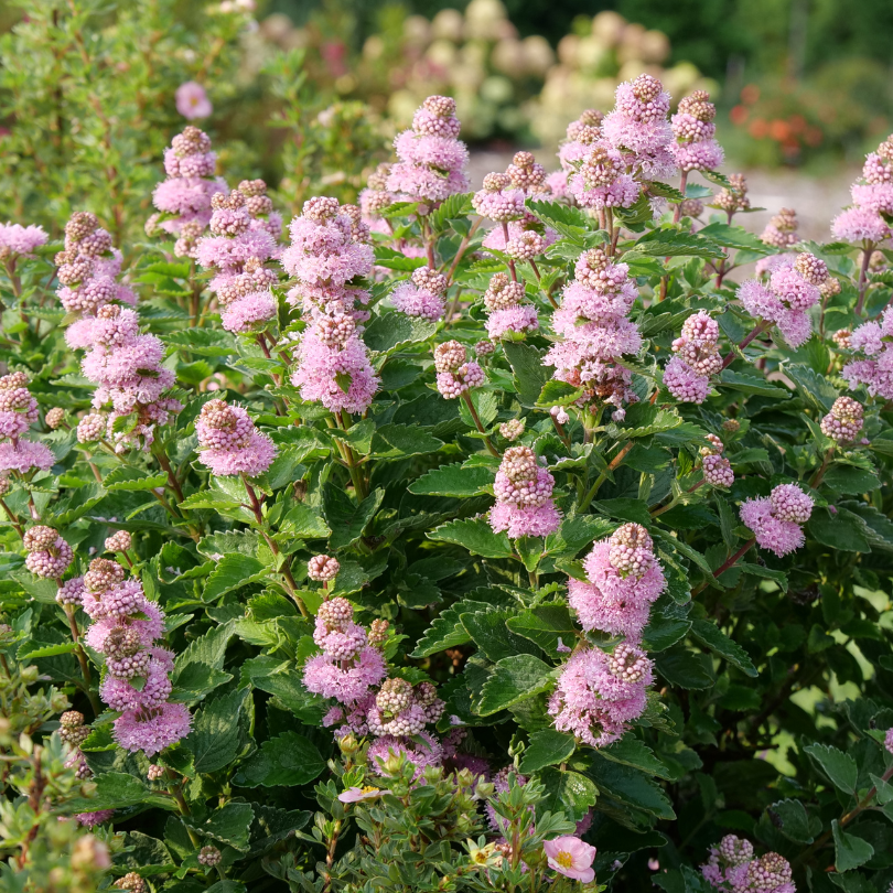 Pink flowering bluebeard plants with green leaves in a garden setting