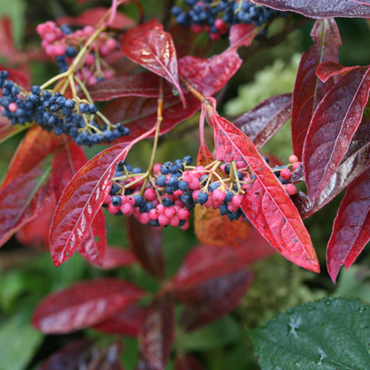 Brandywine Viburnum has red foliage in the fall even while it has pink and blue berries.