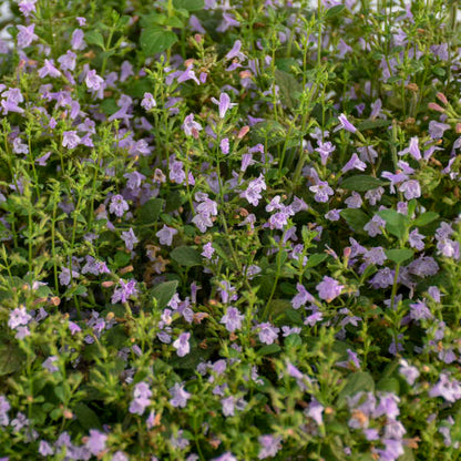 Marvelette Blue Calamint blooming in early summer and providing a playground for honey bees, butterflies and hummingbirds. 