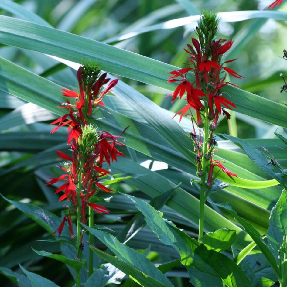 Cardinal Flower spike with brilliant red flowers growing in wet soil and full sun, attracting hummingbirds