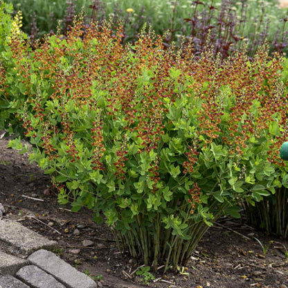 Decandence Cherries Jubilee False Indigo with bicolor flowers that makes excellent fresh flower arrangements. 