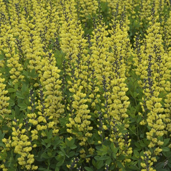 Decandence Lemon Meringue False Indigo with irresistible blooms that attracts pollinators. 