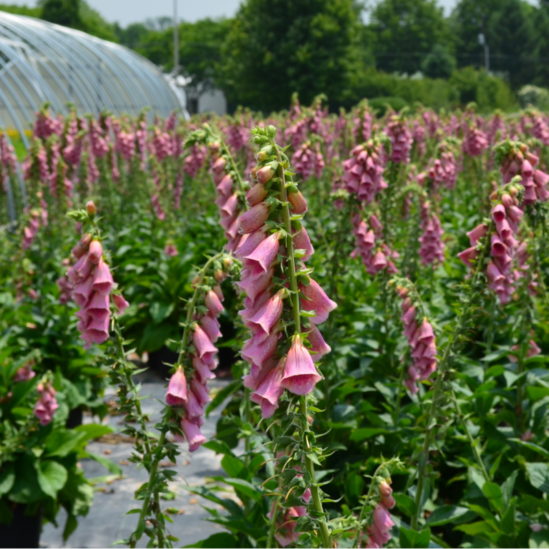 Merton Foxglove (Digitalis)