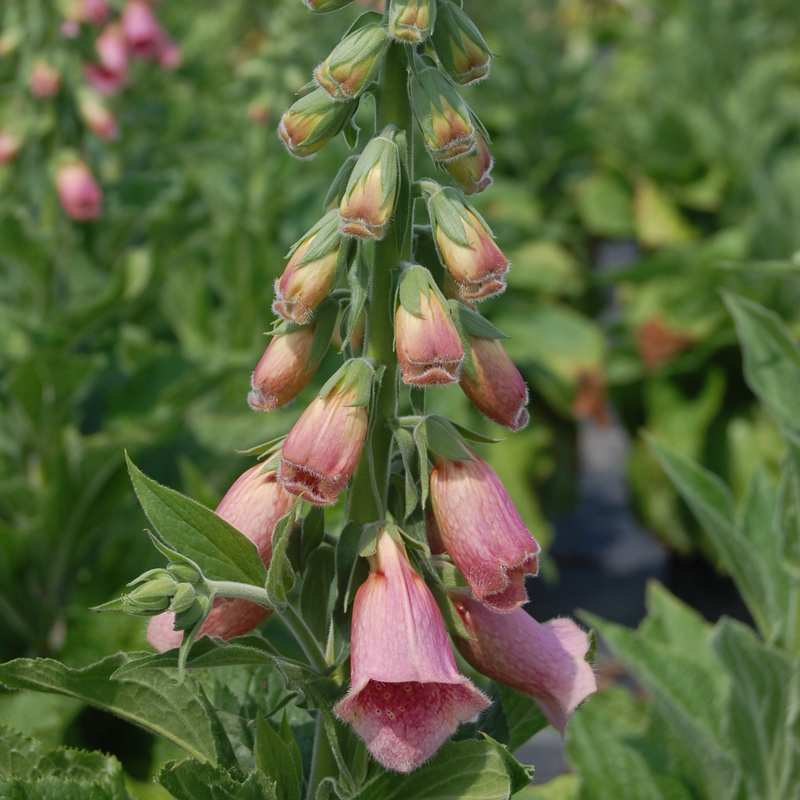 Merton Foxglove (Digitalis)