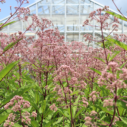 Pink joe pye weed flowers in a sunny garden