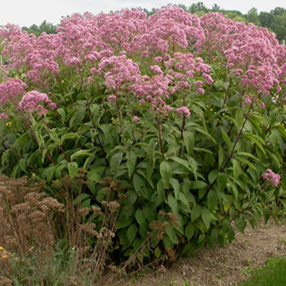 Pink joe pye weed flowers in a sunny garden