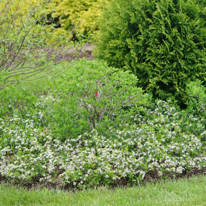 A row of Ground Hug Aronia in a landscape. 