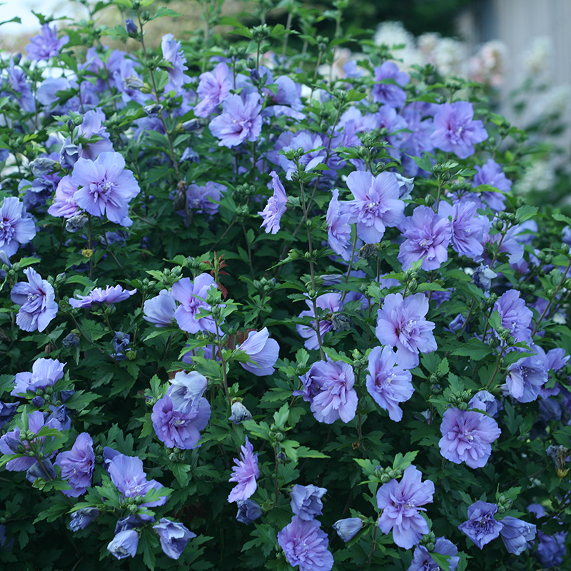 Garden hedge lined with blue rose of Sharon flowers
