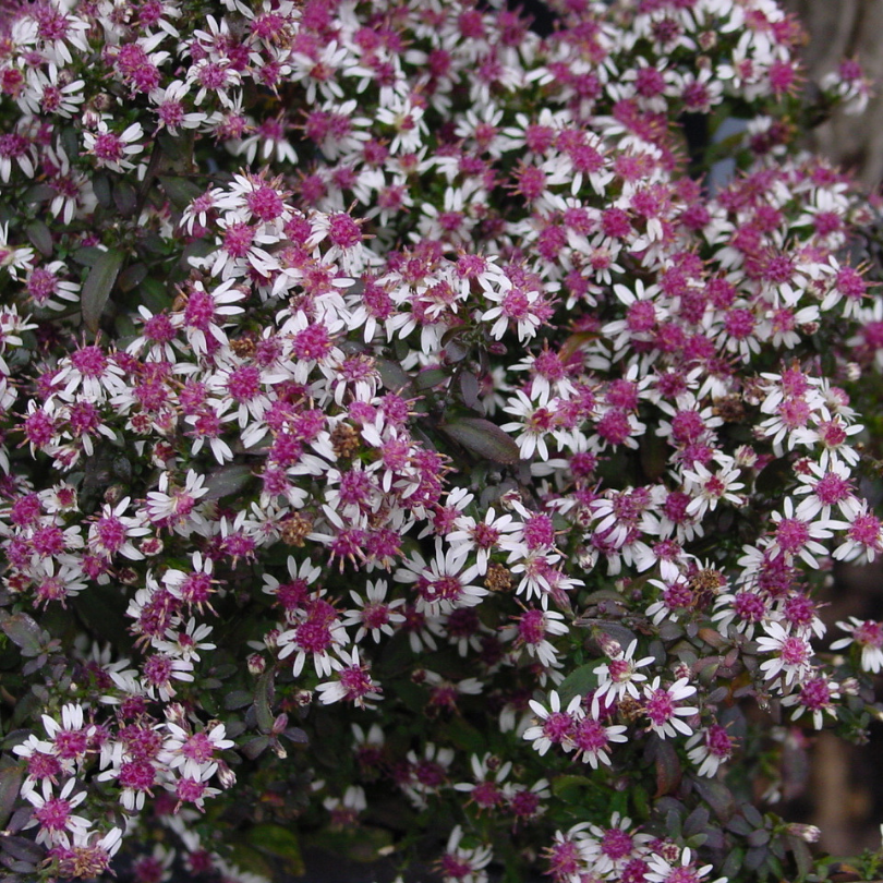 Close up of 'Lady in Black' Aster's delicate white flower clusters with large rosy-pink centers. 