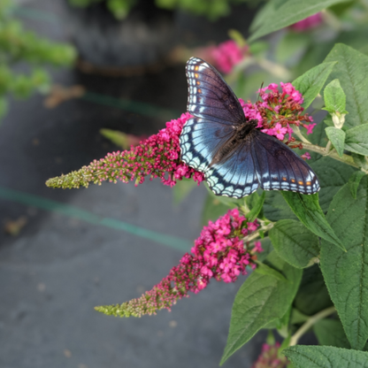 Buddleia Lo &amp; Behold Ruby Chip attracts lots of pollinators
