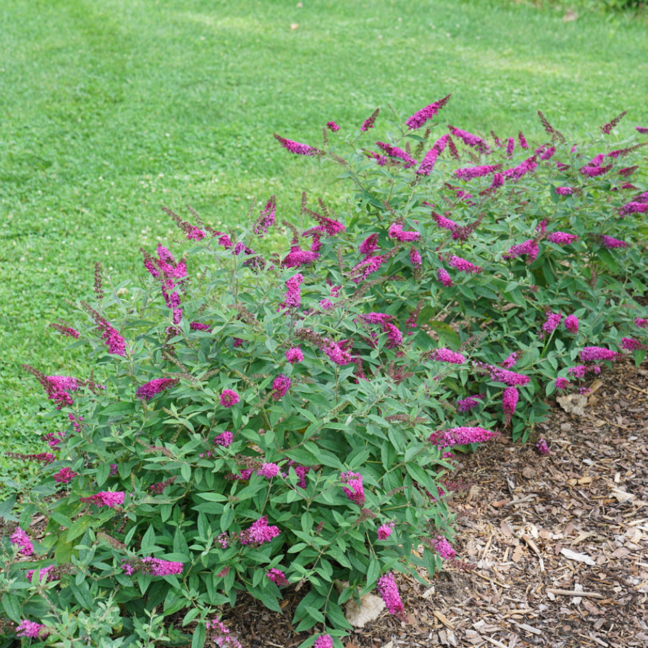 Buddleia Lo &amp; Behold Ruby Chip has bright blooms with a compact habit