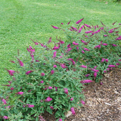 Buddleia Lo &amp; Behold Ruby Chip has bright blooms with a compact habit