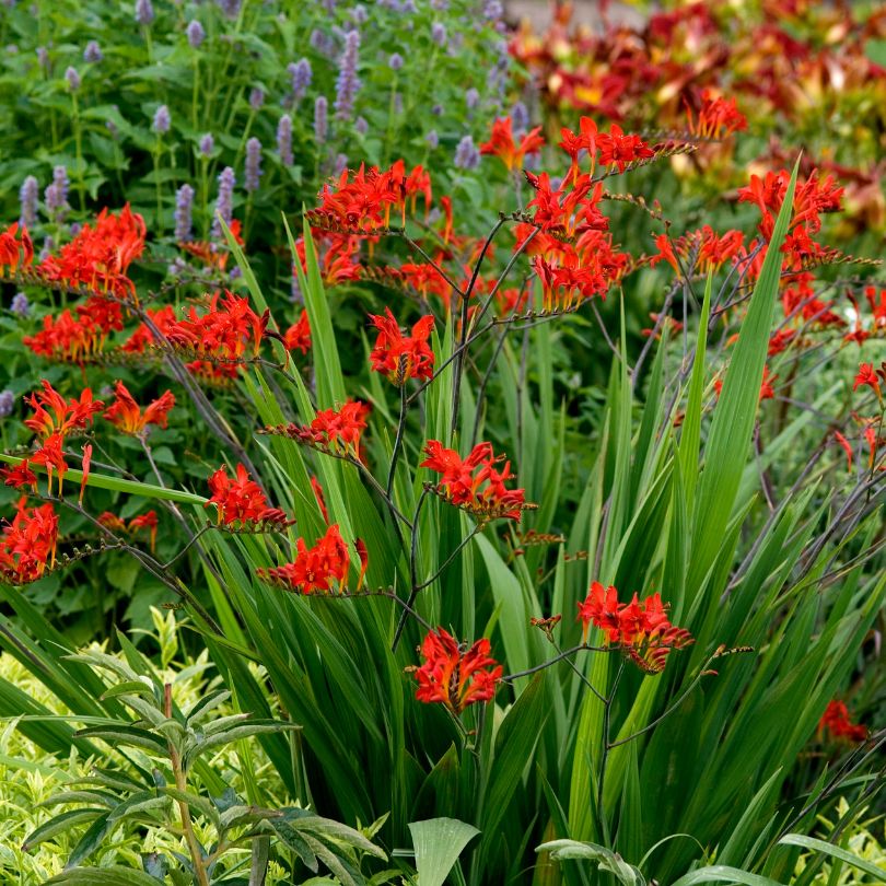 A big patch of Lucifer crocosmia flowers in bloom with bright red flowers