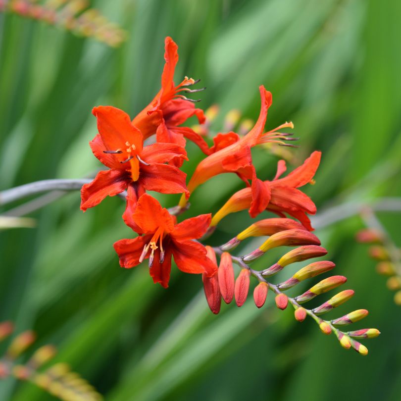 Closeup of vibrant red flowers of Lucifer crocosmia