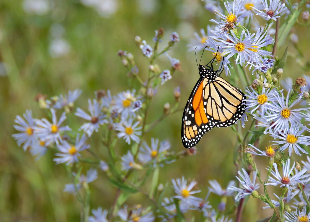 Monarch butterfly on a aster flower with a blurred green background.