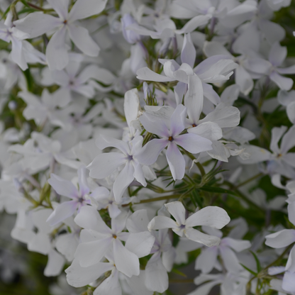 Close up image of &