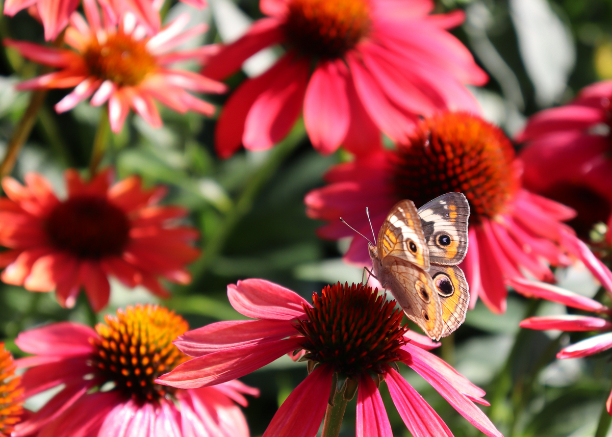 Pollinator enjoying the nectar from a echinacea plant