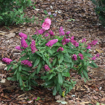 Small mound of magenta pink butterfly bush flowers