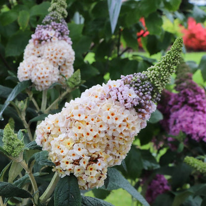 Buddleja flowers in white and purple with green leaves in the background
