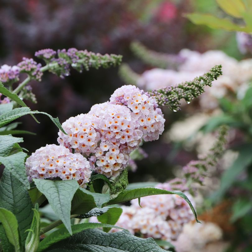 Close-up of Pugster Sorbet™ butterfly bush's pink flowers with green leaves.