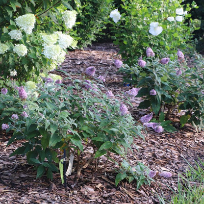 Pugster Sorbet™ butterfly bushes with purple flowers and green leaves in a garden setting