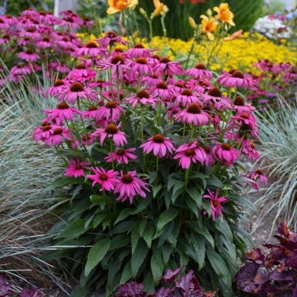Purple Emperor coneflowers a native variety saturated with blooms in a tidy habit. 