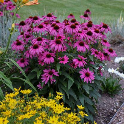Purple Emperor coneflowers is sweet and fragrant and attractive to pollinators. 