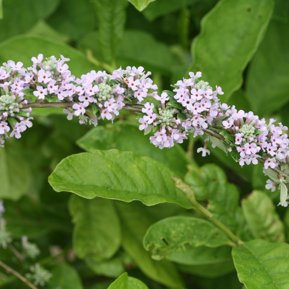 Buddleia alternifolia with an arching bloom.