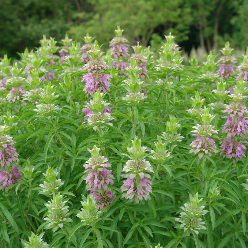 Spotted bee balm flower spikes growing tall in the garden