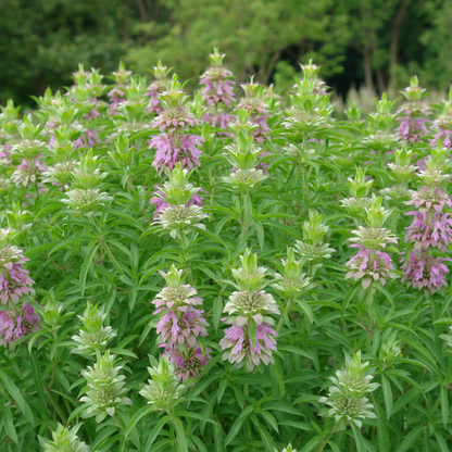 Spotted bee balm flower spikes growing tall in the garden