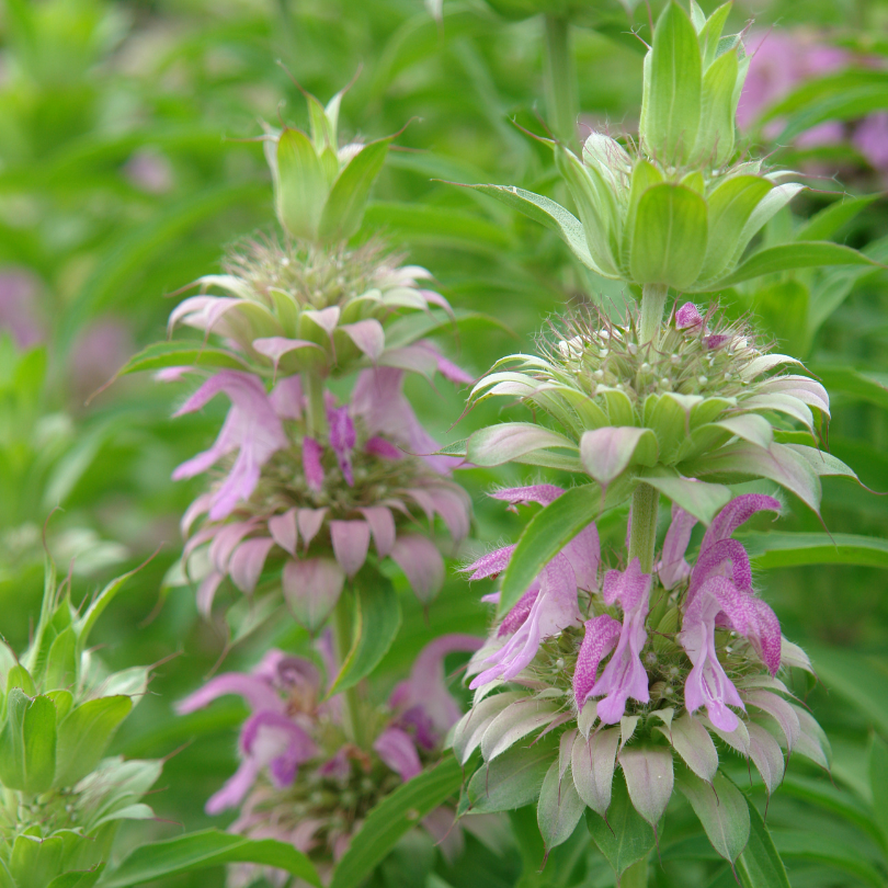 Close up image of purple spotted bee balm flowers