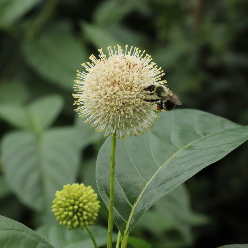 Spherical white flower with a bee on it surrounded by green leaves