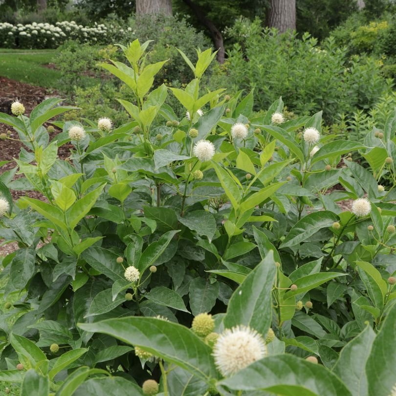 Sugar Shack® 2.0 buttonbush with white flowers in a garden setting