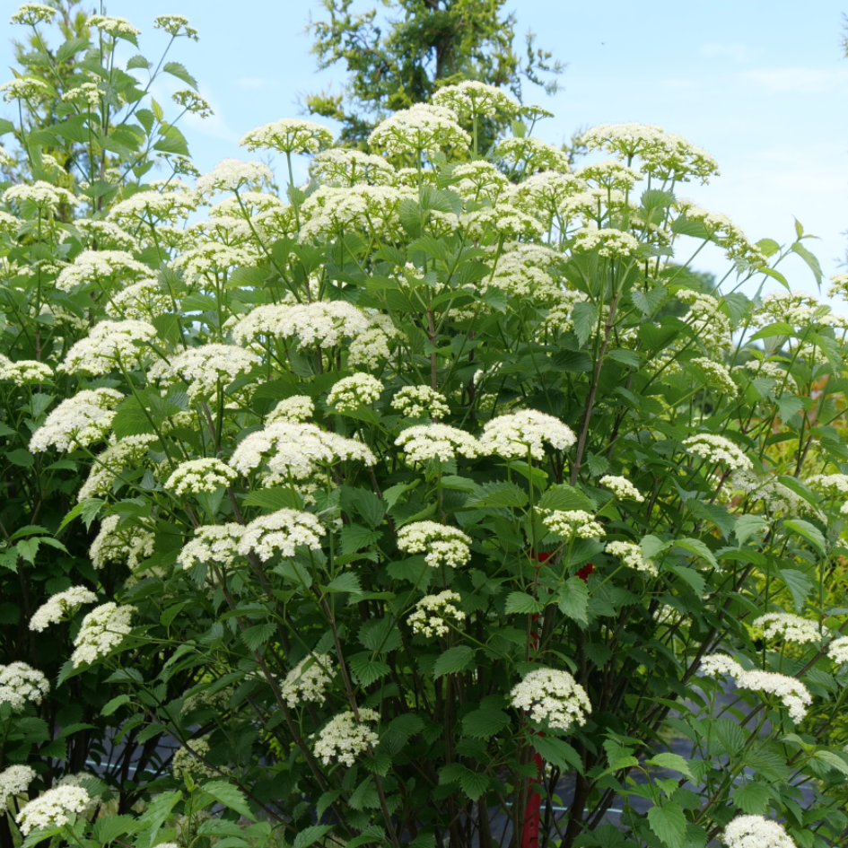 Blue Muffin® Arrowwood Viburnum has crisp white flower clusters appear mid-summer and look stunning in contrast to its dark glossy green leaves.