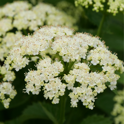 Close up of Blue Muffin® Arrowwood Viburnum&